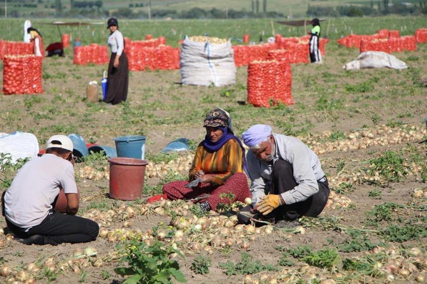 Amasya'da tarlada fiyatı 25 TL'ye çıktı! Dev hasat başladı: Çiftçinin yüzü gülüyor