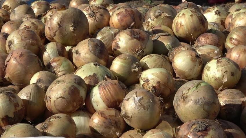 Amasya'da tarlada fiyatı 25 TL'ye çıktı! Dev hasat başladı: Çiftçinin yüzü gülüyor