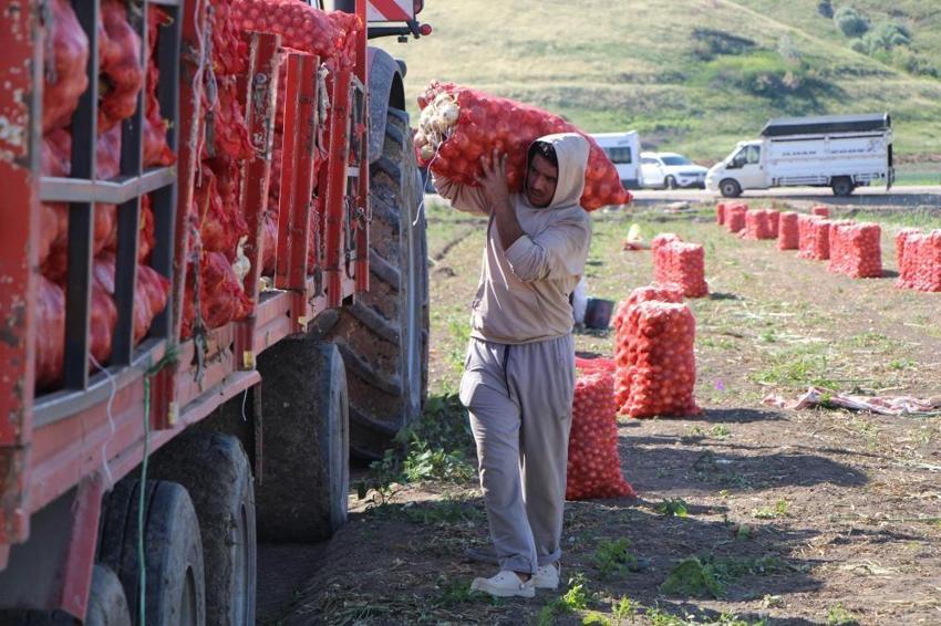 Amasya'da tarlada fiyatı 25 TL'ye çıktı! Dev hasat başladı: Çiftçinin yüzü gülüyor
