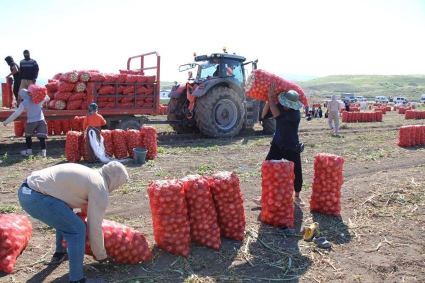 Amasya'da tarlada fiyatı 25 TL'ye çıktı! Dev hasat başladı: Çiftçinin yüzü gülüyor