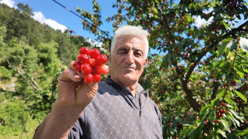 Antalya'da gurme marketlerin aradığı o lezzette hasat başladı! Avrupalı bu aromanın peşinde! Üretilenin neredeyse tamamı yurt dışına gidiyor