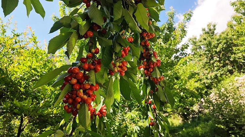 Antalya'da gurme marketlerin aradığı o lezzette hasat başladı! Avrupalı bu aromanın peşinde! Üretilenin neredeyse tamamı yurt dışına gidiyor