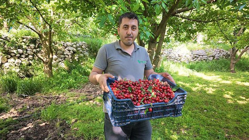 Antalya'da gurme marketlerin aradığı o lezzette hasat başladı! Avrupalı bu aromanın peşinde! Üretilenin neredeyse tamamı yurt dışına gidiyor