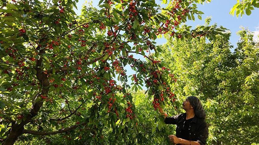 Antalya'da gurme marketlerin aradığı o lezzette hasat başladı! Avrupalı bu aromanın peşinde! Üretilenin neredeyse tamamı yurt dışına gidiyor