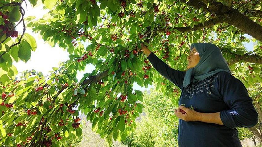 Antalya'da gurme marketlerin aradığı o lezzette hasat başladı! Avrupalı bu aromanın peşinde! Üretilenin neredeyse tamamı yurt dışına gidiyor