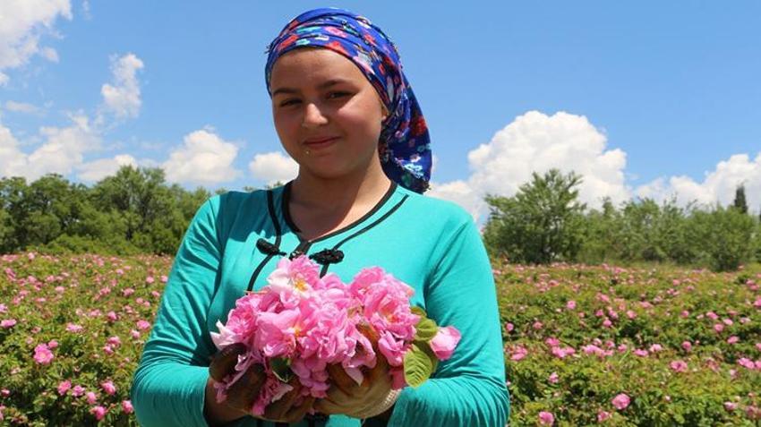 Sabah erkenden bahçelere girdiler! Kilosu 12 bin Euro'dan satılıyor: Hasat Haziran sonuna kadar sürecek