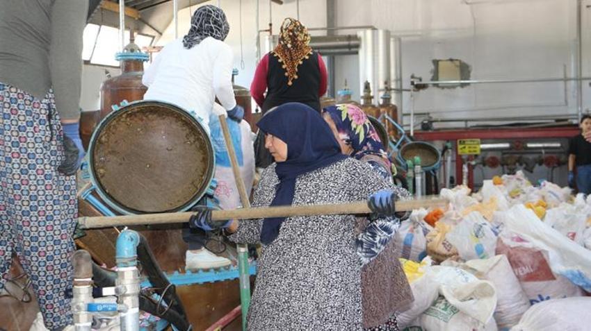 Sabah erkenden bahçelere girdiler! Kilosu 12 bin Euro'dan satılıyor: Hasat Haziran sonuna kadar sürecek