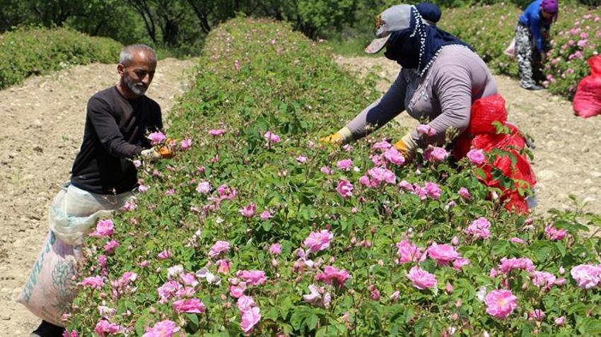 Sabah erkenden bahçelere girdiler! Kilosu 12 bin Euro'dan satılıyor: Hasat Haziran sonuna kadar sürecek
