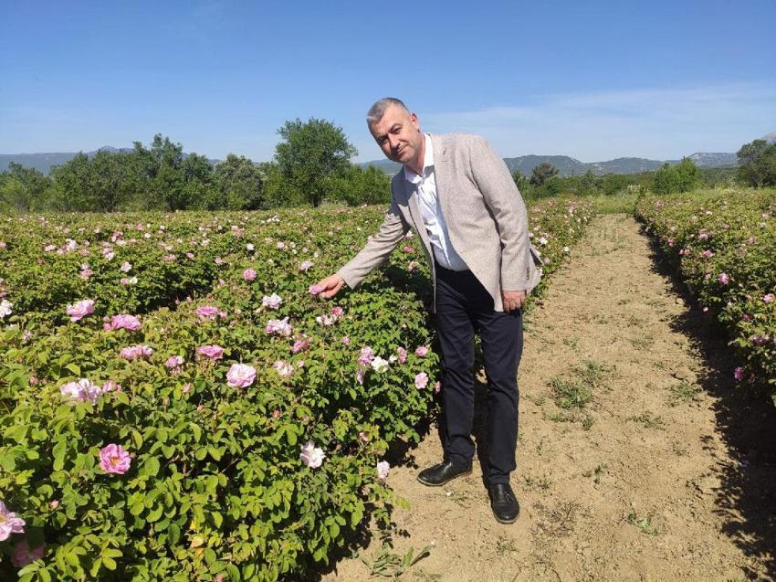 Kilosu 12 bin avrodan alıcı buluyor! Isparta'da 2026 yılı gül hasadı başladı
