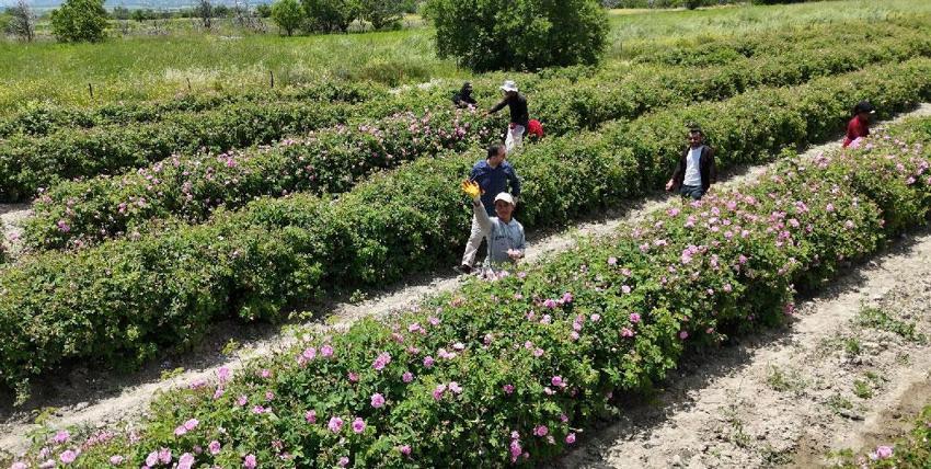 Kilosu 12 bin avrodan alıcı buluyor! Isparta'da 2026 yılı gül hasadı başladı