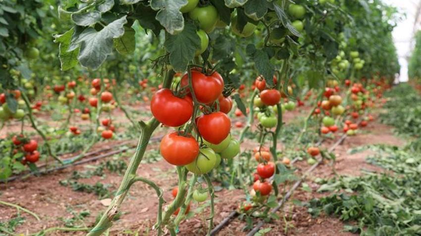 Tarlada 25, markette ise 150 lira! Fiyat farkı şaşkına çevirdi: Rusya ve Ukrayna kapış kapış alıyor!
