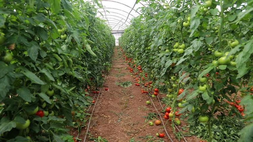 Tarlada 25, markette ise 150 lira! Fiyat farkı şaşkına çevirdi: Rusya ve Ukrayna kapış kapış alıyor!