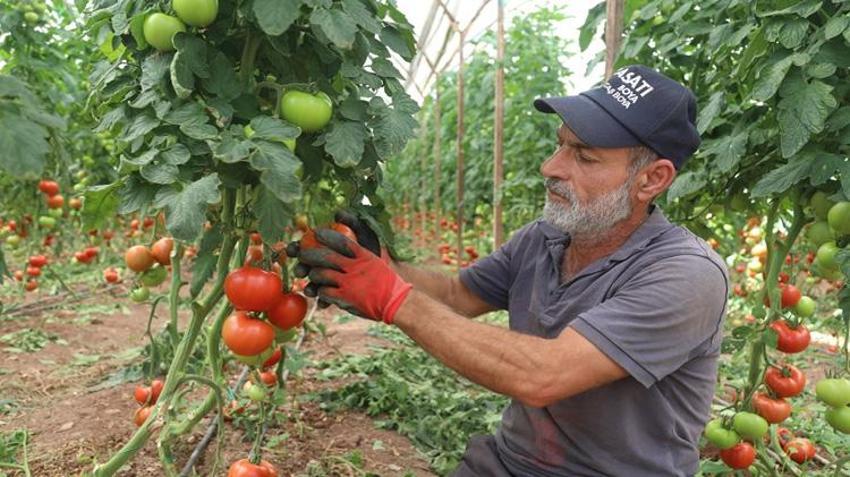 Tarlada 25, markette ise 150 lira! Fiyat farkı şaşkına çevirdi: Rusya ve Ukrayna kapış kapış alıyor!
