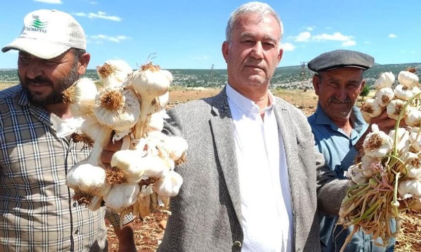 Dünyanın en iyi ilk 5'inde yer alıyor! AB tescilli Araban Sarımsağı'nda 2026 hasat sezonu başladı, tarladan çıkmadan satıldı