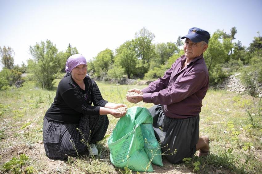 Mersin'de üretici kazanacak! Tam 600 kilo dağıtıldı: Atalık tohum yeniden üretime kazandırıldı