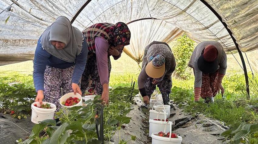 Bursa'da hasat başladı: Tarlada ürünün kilosu 170 lira: 100 ton rekolte bekleniyor