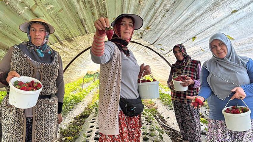 Bursa'da hasat başladı: Tarlada ürünün kilosu 170 lira: 100 ton rekolte bekleniyor