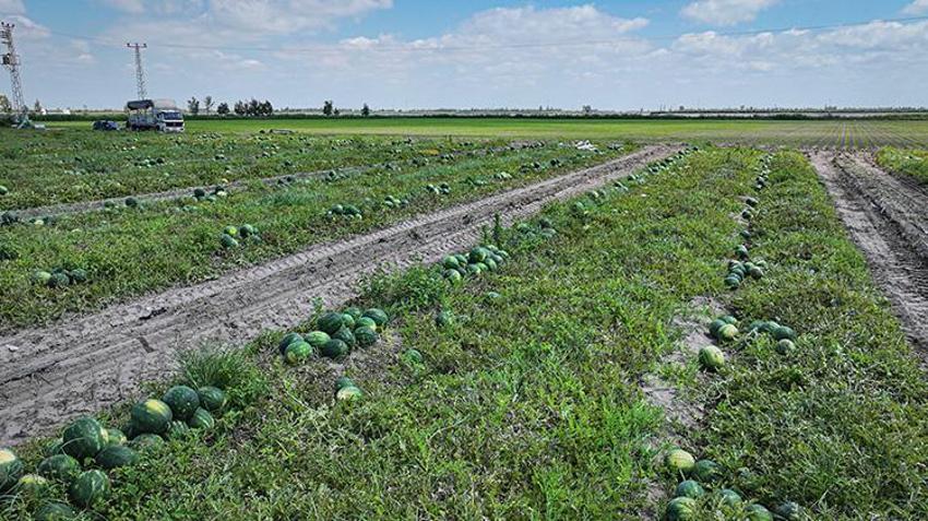 Adana'da fiyatı düştü, dünya sıraya girdi! Yurt içi ve dışından sipariş yağıyor