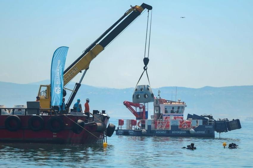 İzmit Körfezi'nde bu balık ilk kez görüldü: Binlercesi bırakıldı