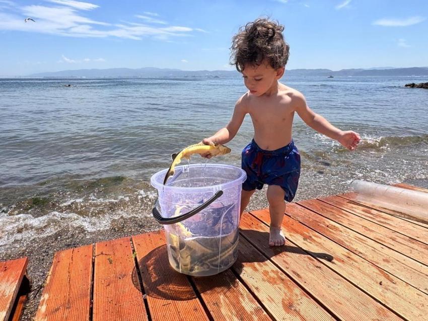 İzmit Körfezi'nde bu balık ilk kez görüldü: Binlercesi bırakıldı