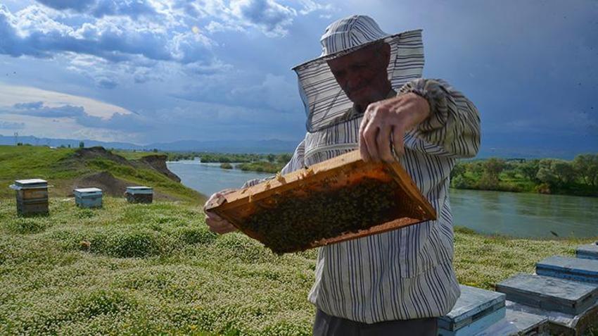 Muş Ovası’nda 'tatlı' sezon başladı! Türkiye’nin gezgin arıcıları akın ediyor: Bu yıl 650 ton bal üretimi bekleniyor