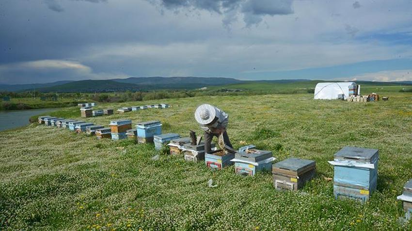 Muş Ovası’nda 'tatlı' sezon başladı! Türkiye’nin gezgin arıcıları akın ediyor: Bu yıl 650 ton bal üretimi bekleniyor