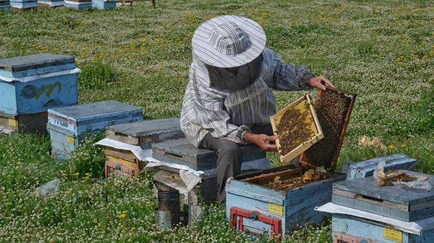Muş Ovası’nda 'tatlı' sezon başladı! Türkiye’nin gezgin arıcıları akın ediyor: Bu yıl 650 ton bal üretimi bekleniyor