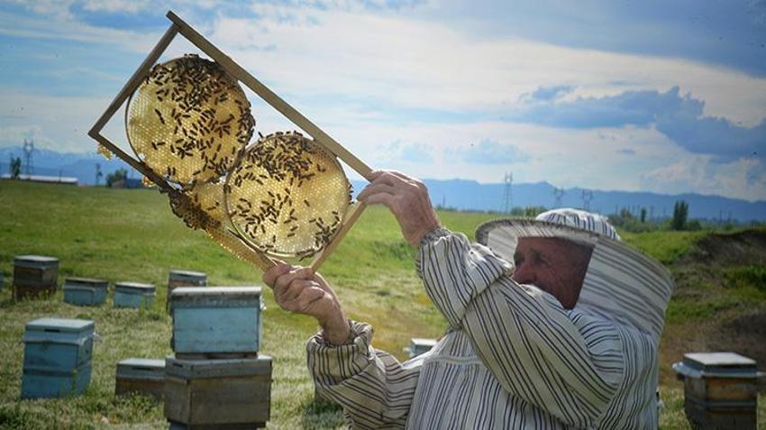 Muş Ovası’nda 'tatlı' sezon başladı! Türkiye’nin gezgin arıcıları akın ediyor: Bu yıl 650 ton bal üretimi bekleniyor