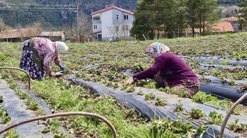 Samsun’da üretime dev destek! Çiftçinin kazancı katlanacak