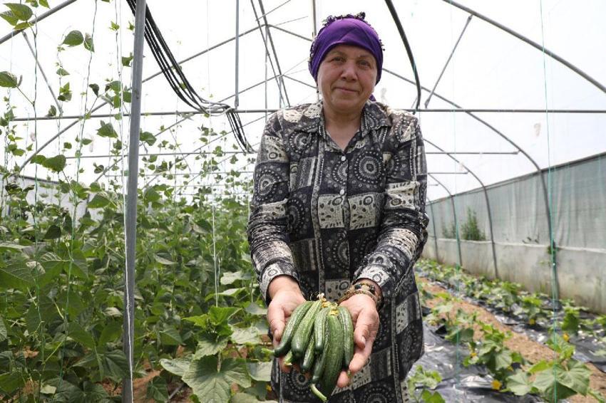Örtü altı üretim yapan üreticilere büyük destek! Üretim alanı 68 bin metrekareye ulaştı