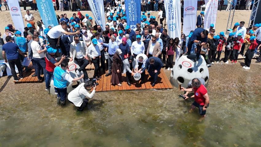 Kocaeli'de proje hayata geçti! İzmit Körfezi'ne 6 bin yeni misafir