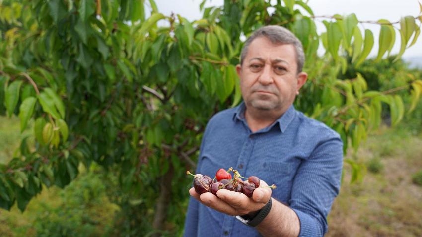Aşırı yağışlar Tokat'ta kirazı vurdu! Şehirde hasar yüzde 100'e ulaştı