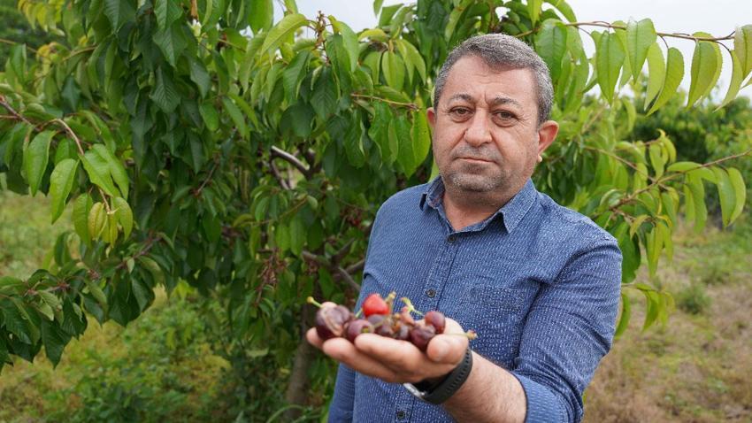 Aşırı yağışlar Tokat'ta kirazı vurdu! Şehirde hasar yüzde 100'e ulaştı
