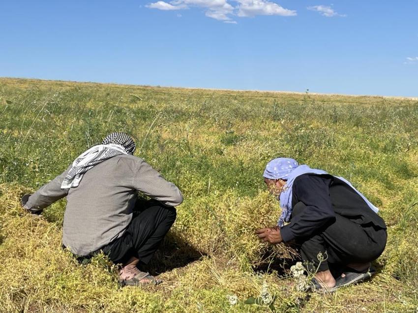 Şanlıurfa'da üreticinin yüzü gülüyor! Tarlalarda bereket fışkırdı: 'Böyle bir yıl görmedik'