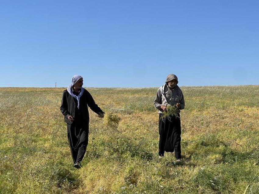 Şanlıurfa'da üreticinin yüzü gülüyor! Tarlalarda bereket fışkırdı: 'Böyle bir yıl görmedik'