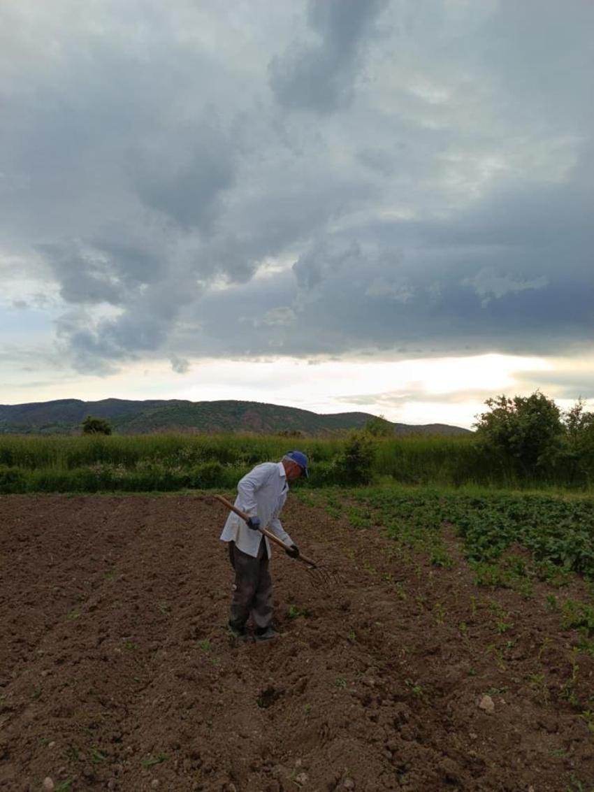Sivas'ta bir ilk! Tarlaya dikildi, üreticiye yeni gelir kapısı olacak