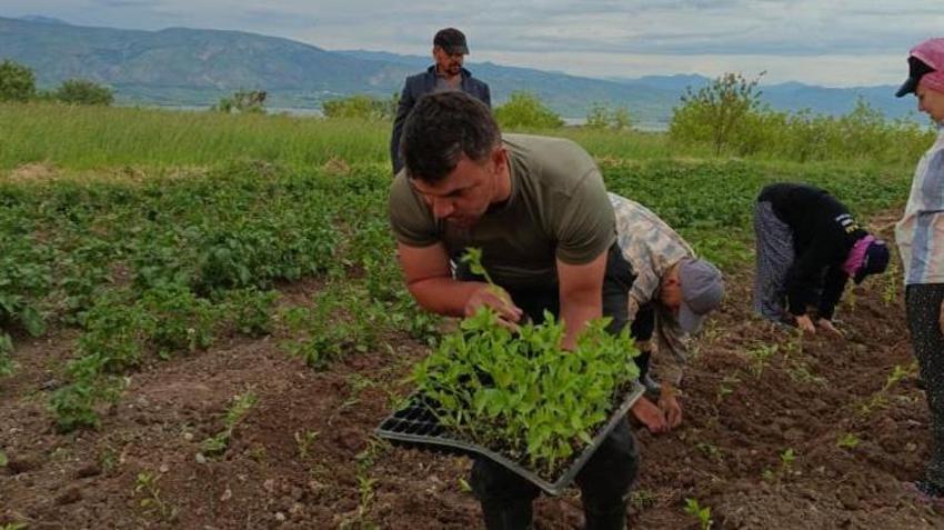 Sivas'ta bir ilk! Tarlaya dikildi, üreticiye yeni gelir kapısı olacak