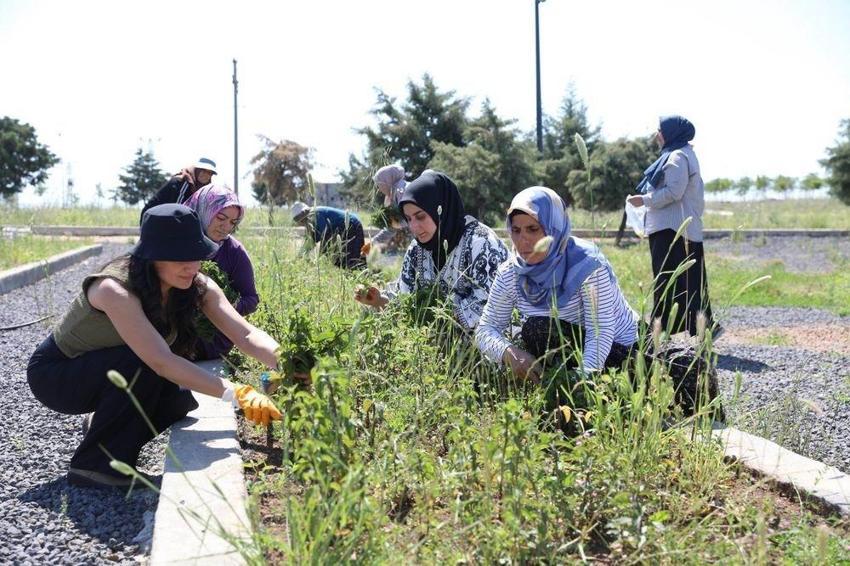 9 ay önce ektiler, ilk hasadı yaptılar! Diyarbakırlı kadınların emeği karşılık buldu
