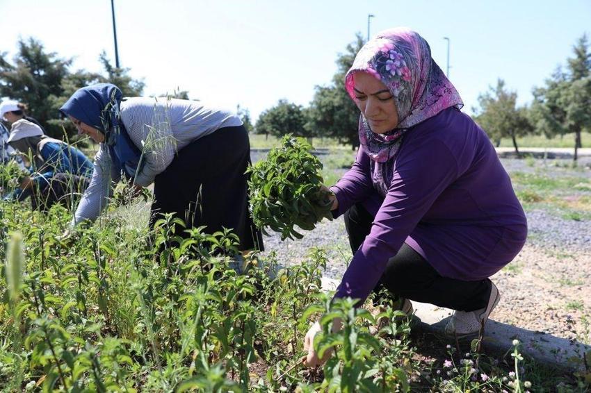 9 ay önce ektiler, ilk hasadı yaptılar! Diyarbakırlı kadınların emeği karşılık buldu