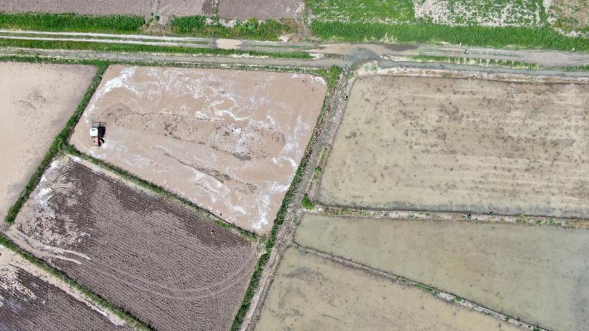 Sarıkılçık çeltiğinin ekimine başlandı! Yüzde 17 şeker oranına sahip şeker hastaları büyük ilgi gösteriyor