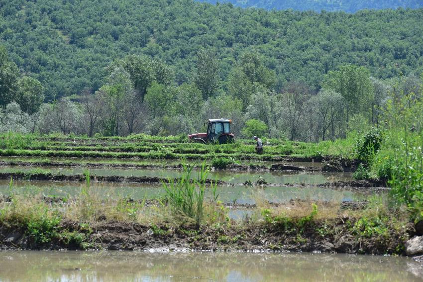 Sarıkılçık çeltiğinin ekimine başlandı! Yüzde 17 şeker oranına sahip şeker hastaları büyük ilgi gösteriyor