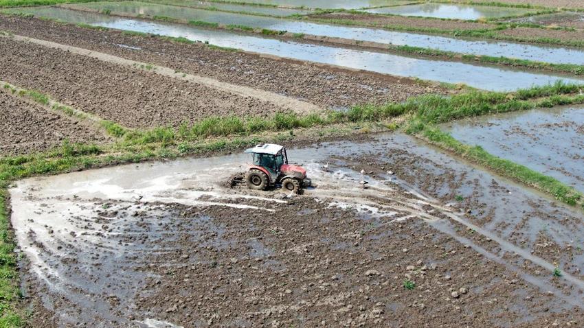 Sarıkılçık çeltiğinin ekimine başlandı! Yüzde 17 şeker oranına sahip şeker hastaları büyük ilgi gösteriyor