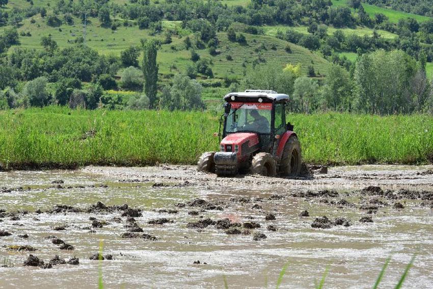 Sarıkılçık çeltiğinin ekimine başlandı! Yüzde 17 şeker oranına sahip şeker hastaları büyük ilgi gösteriyor