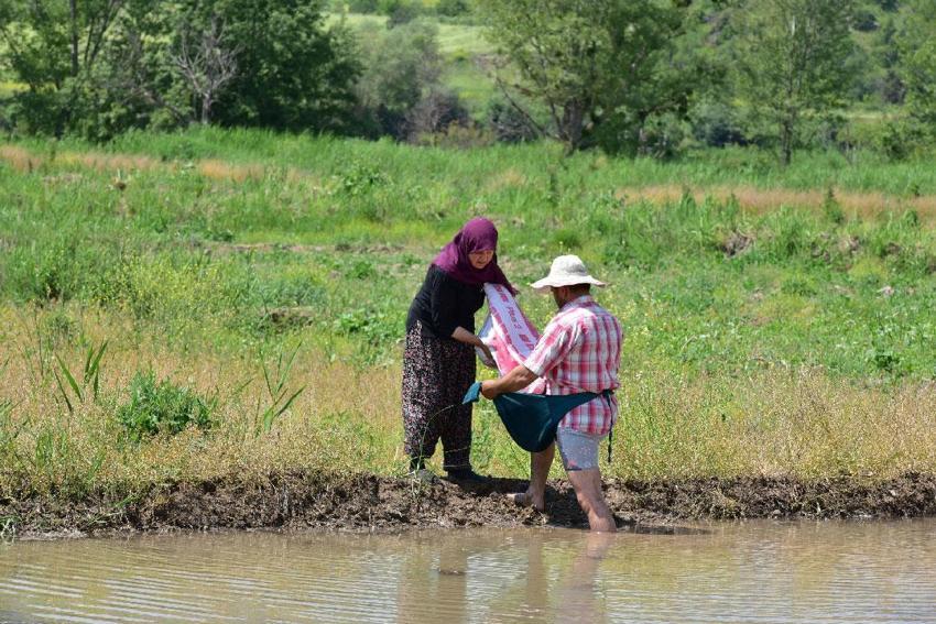 Sarıkılçık çeltiğinin ekimine başlandı! Yüzde 17 şeker oranına sahip şeker hastaları büyük ilgi gösteriyor