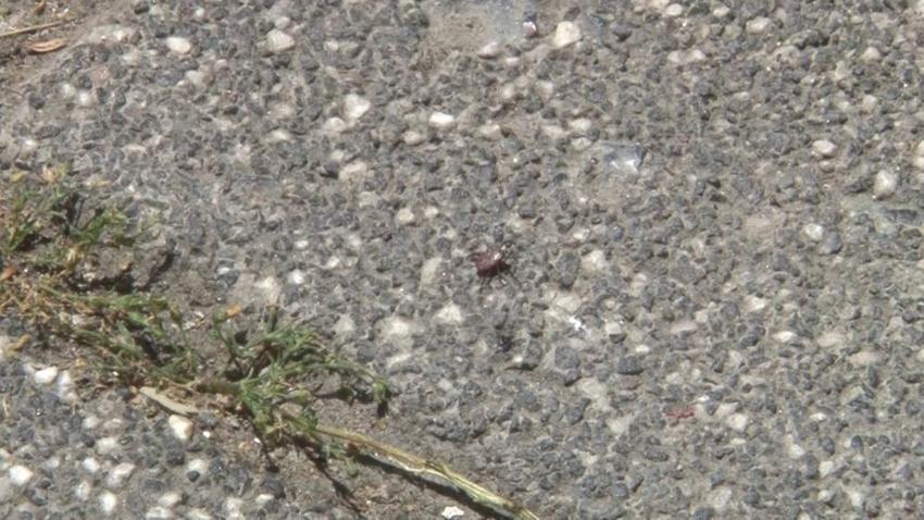 Sivas, Tokat, Çorum değil kabus İstanbul'un göbeğinde patladı: İlk kez böyle bir istila gördüm