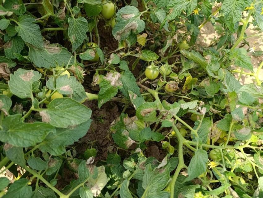 Aydın'da üretici tarlada yatıp kalkıyor: Domateste görüldü, Ziraat Odası uyardı