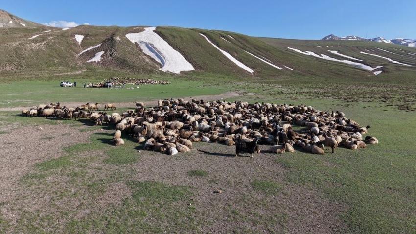 Bitlis'te 5 ay sürecek yolculuk başladı: Binlercesi aynı anda hareket ediyor