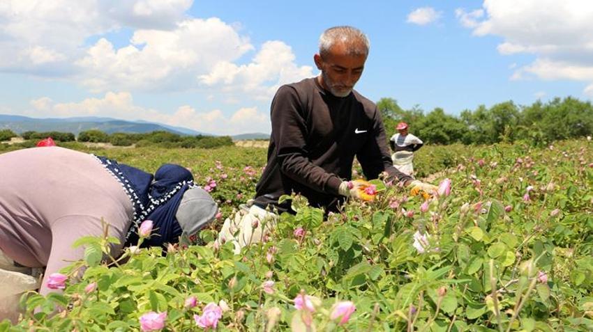 Günlük 800 lira kazanıyorlar! Isparta'da hasat başladı: Dünya o ürünün peşinde