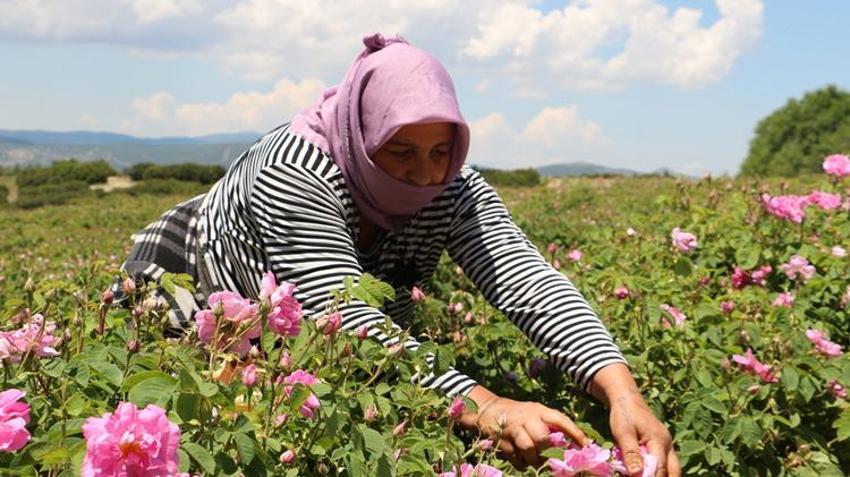 Günlük 800 lira kazanıyorlar! Isparta'da hasat başladı: Dünya o ürünün peşinde