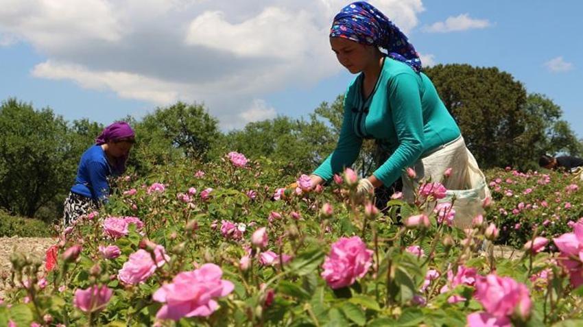 Günlük 800 lira kazanıyorlar! Isparta'da hasat başladı: Dünya o ürünün peşinde